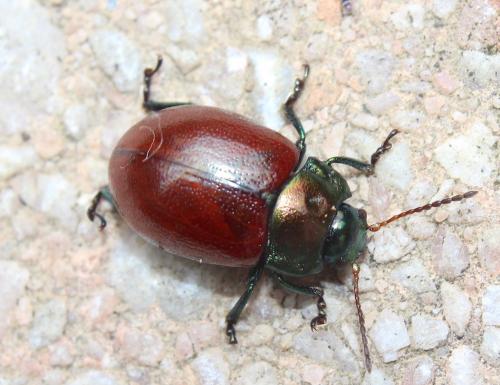 Réf. 202 361 : Chrysolina polita